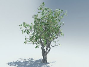 3D model aloe bainesii