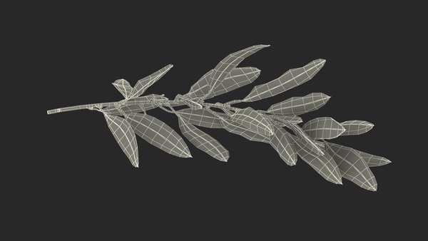 3D модель Ветка оливкового дерева, оливки не лежат - TurboSquid 1944989