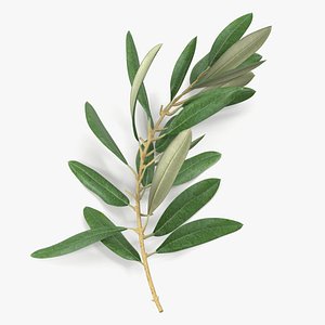 3D Olive Tree Branch No Olives Lying