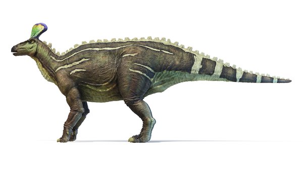 3D model Tsintaosaurus Static - TurboSquid 1902500