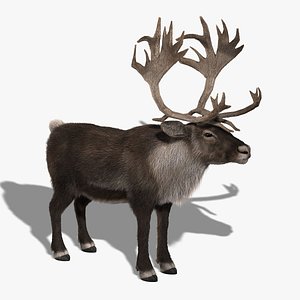 3d reindeer fur