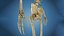 Anatomy Human Skeleton