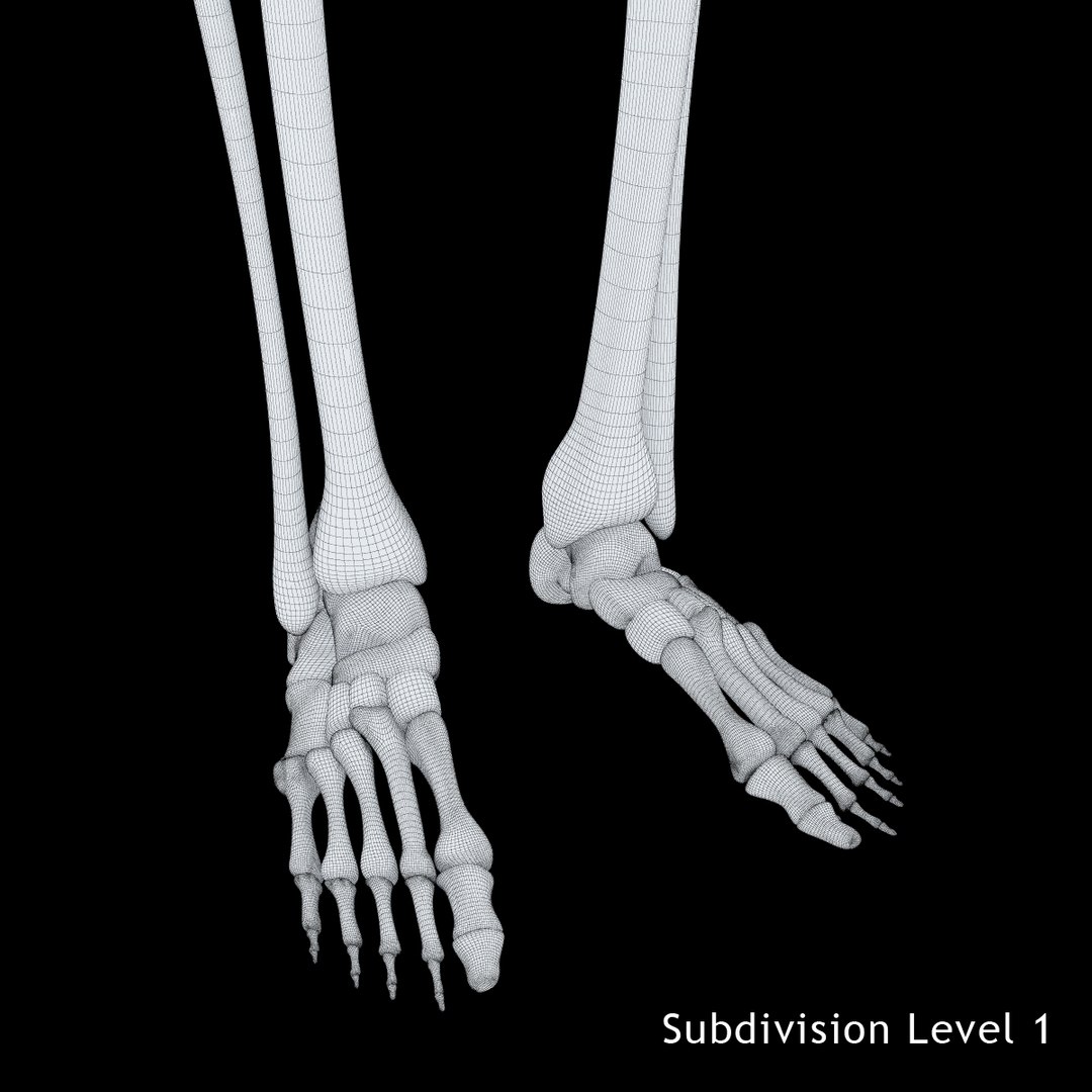 3ds human skeleton https://p.turbosquid.com/ts-thumb/yb/fROgqI/3hbUg3xV/14/jpg/1422810200/1920x1080/fit_q87/036dda36ecc80d000669516d7058f38479773154/14.jpg