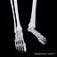 Anatomy Human Skeleton