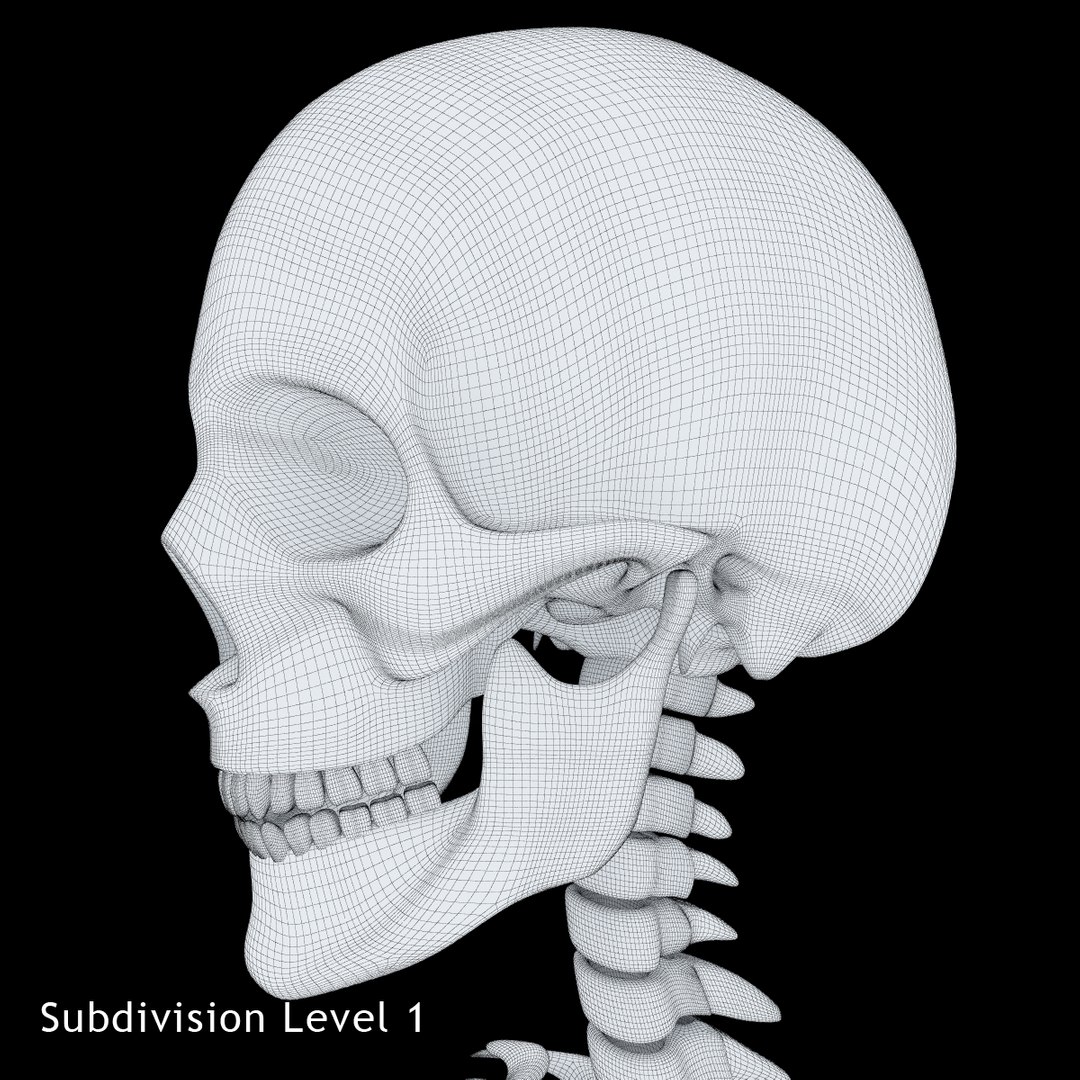 3ds human skeleton https://p.turbosquid.com/ts-thumb/yb/fROgqI/9yBKYmra/18/jpg/1422810200/1920x1080/fit_q87/3d4c97e4bfdb1c63995f9ac0f30bc069cc162c47/18.jpg