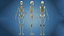 Anatomy Human Skeleton