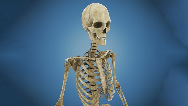 3ds human skeleton