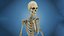 Anatomy Human Skeleton