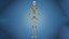 Anatomy Human Skeleton