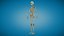 Anatomy Human Skeleton