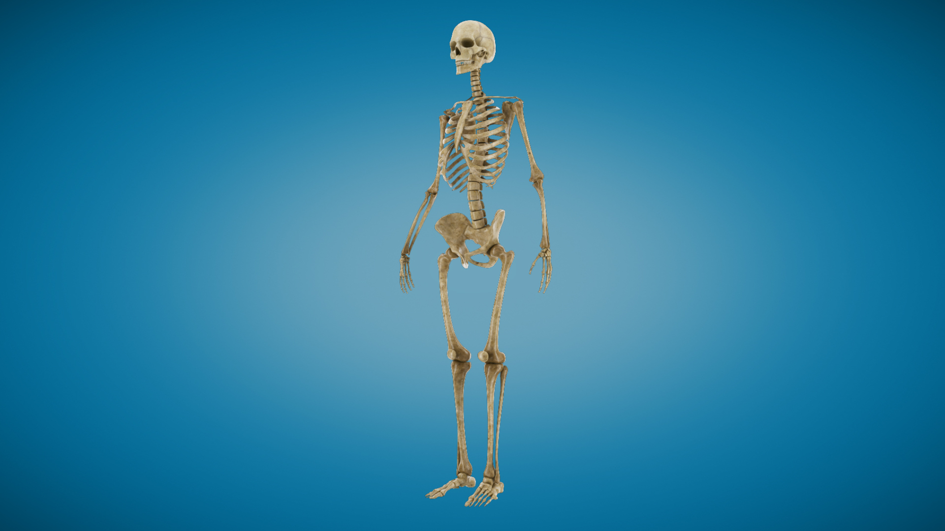 3ds human skeleton https://p.turbosquid.com/ts-thumb/yb/fROgqI/Ku/skel/jpg/1662655345/1920x1080/turn_fit_q99/9aa9eb9df44f480c6d85d7b46ca5beaafa865b4b/skel-1.jpg