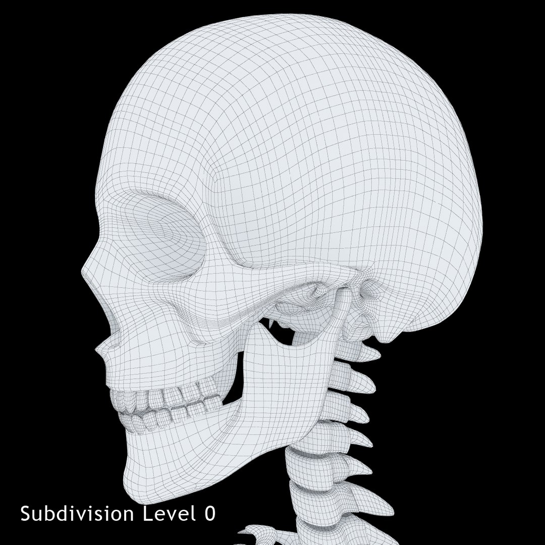 3ds human skeleton https://p.turbosquid.com/ts-thumb/yb/fROgqI/RF0QXt79/17/jpg/1422810200/1920x1080/fit_q87/7dc373203d018b731df31ec04e8394da7f5a9ee6/17.jpg