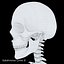 Anatomy Human Skeleton