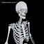 Anatomy Human Skeleton