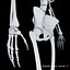 Anatomy Human Skeleton