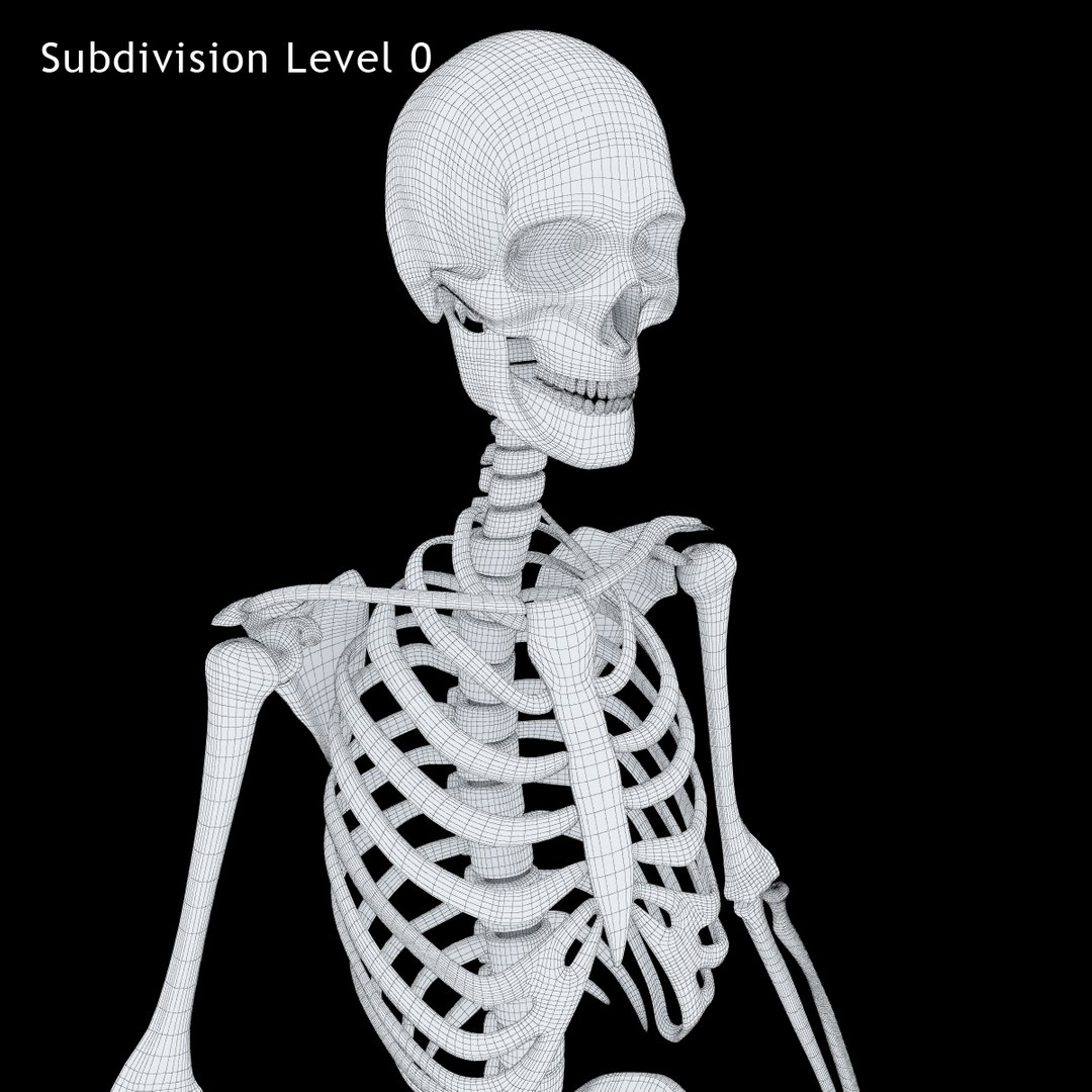 3ds human skeleton https://p.turbosquid.com/ts-thumb/yb/fROgqI/fH6lZ2bs/11/jpg/1422810200/1920x1080/fit_q87/df6b75ca77030f9ec04ae3c307393bc088b4a13b/11.jpg