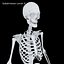 Anatomy Human Skeleton