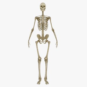 3ds human skeleton