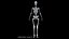 Anatomy Human Skeleton