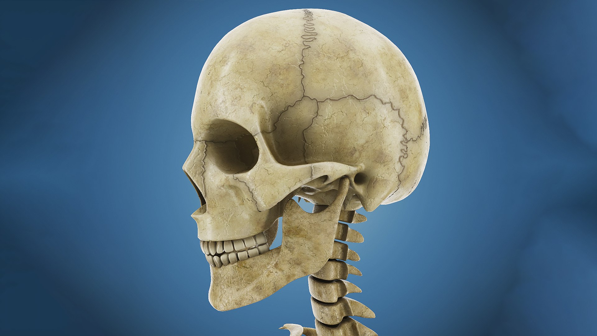 3ds human skeleton https://p.turbosquid.com/ts-thumb/yb/fROgqI/s9/8ps2/jpg/1662655295/1920x1080/fit_q87/6b26cb7edfe4d808853b0b475eb37040cca9d1ab/8ps2.jpg