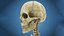 Anatomy Human Skeleton
