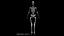 Anatomy Human Skeleton