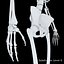Anatomy Human Skeleton