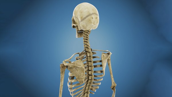 3ds Human Skeleton