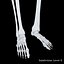 Anatomy Human Skeleton