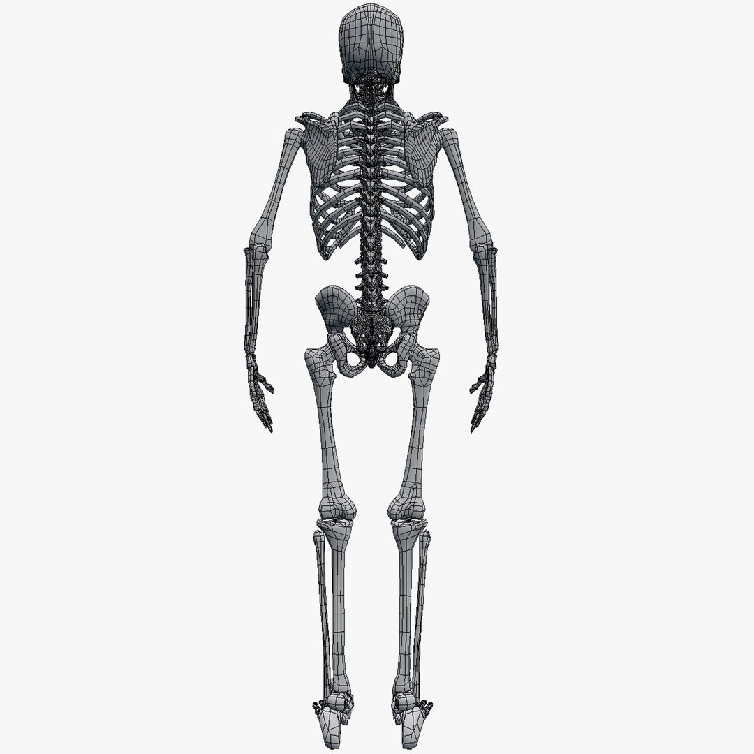 3d Obj Human Skeleton