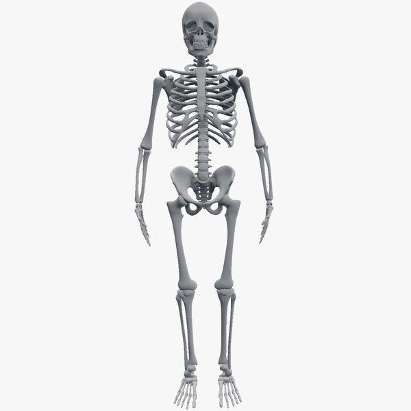 Human Skeleton 3D Models for Download | TurboSquid