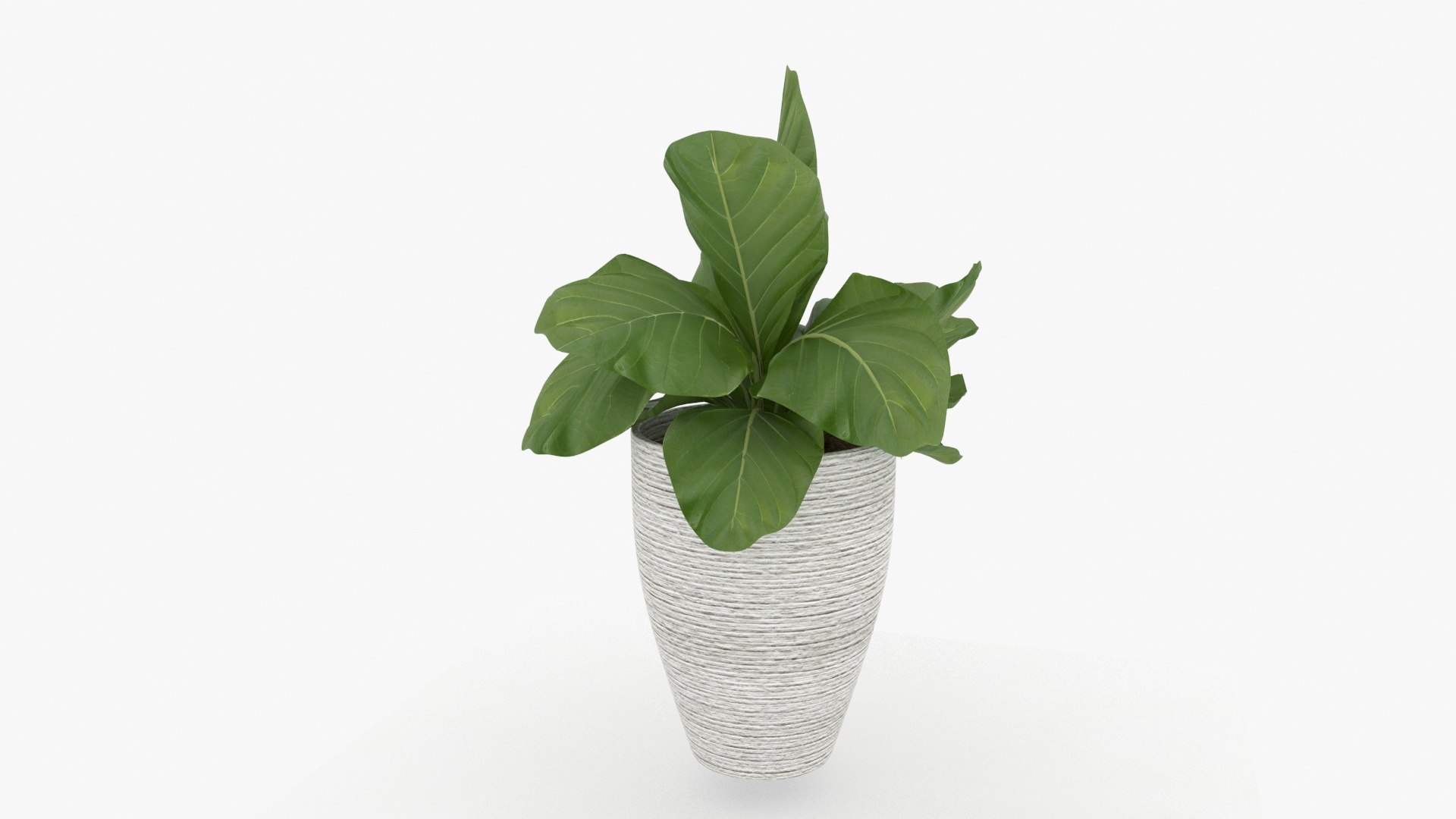 3D m77 Green plant in pot https://p.turbosquid.com/ts-thumb/yb/lu5dRX/JZ/m77plant11/jpg/1656037804/1920x1080/fit_q87/e0be2602b052b18405ee3c730a3688d7a12786b1/m77plant11.jpg