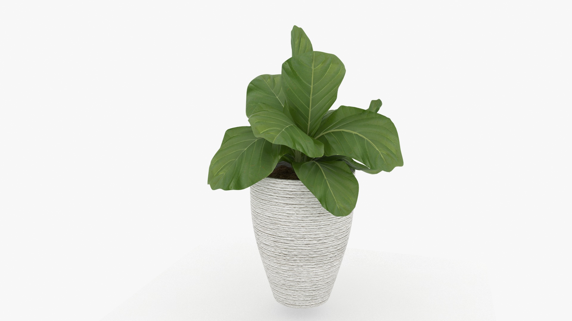 3D m77 Green plant in pot https://p.turbosquid.com/ts-thumb/yb/lu5dRX/Ps/m77plant/jpg/1656037827/1920x1080/turn_fit_q99/02f55d5f586c05c55f0e277f614c1482162ed8a3/m77plant-1.jpg