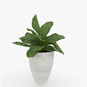 3D m77 Green plant in pot