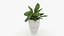 3D m77 Green plant in pot