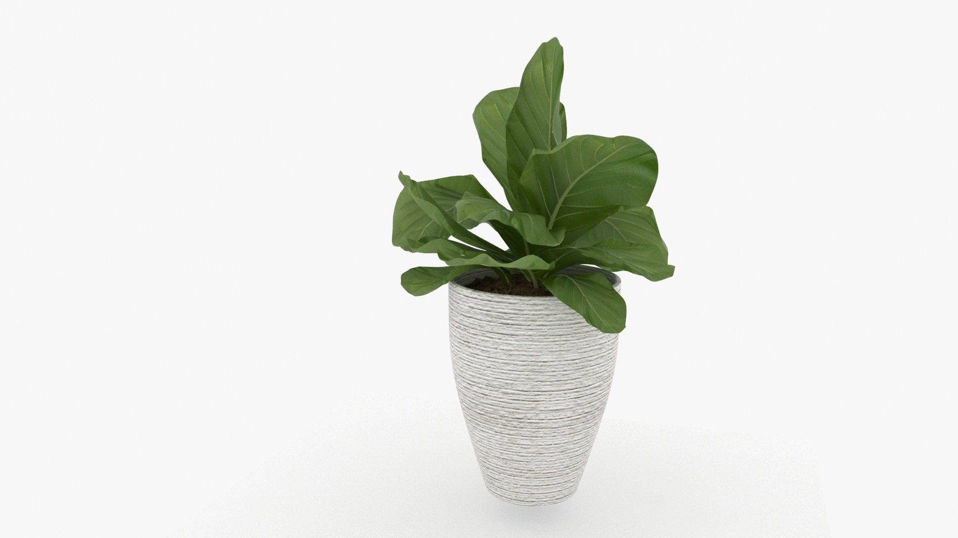 3D m77 Green plant in pot https://p.turbosquid.com/ts-thumb/yb/lu5dRX/zj/m77plant06/jpg/1656037803/1920x1080/fit_q87/fbc5431bd7f85630befb6858e2745182e73fc278/m77plant06.jpg