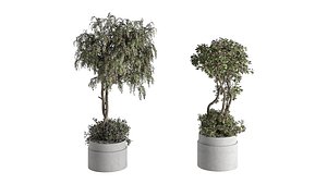 3D model Indoor Plant Set