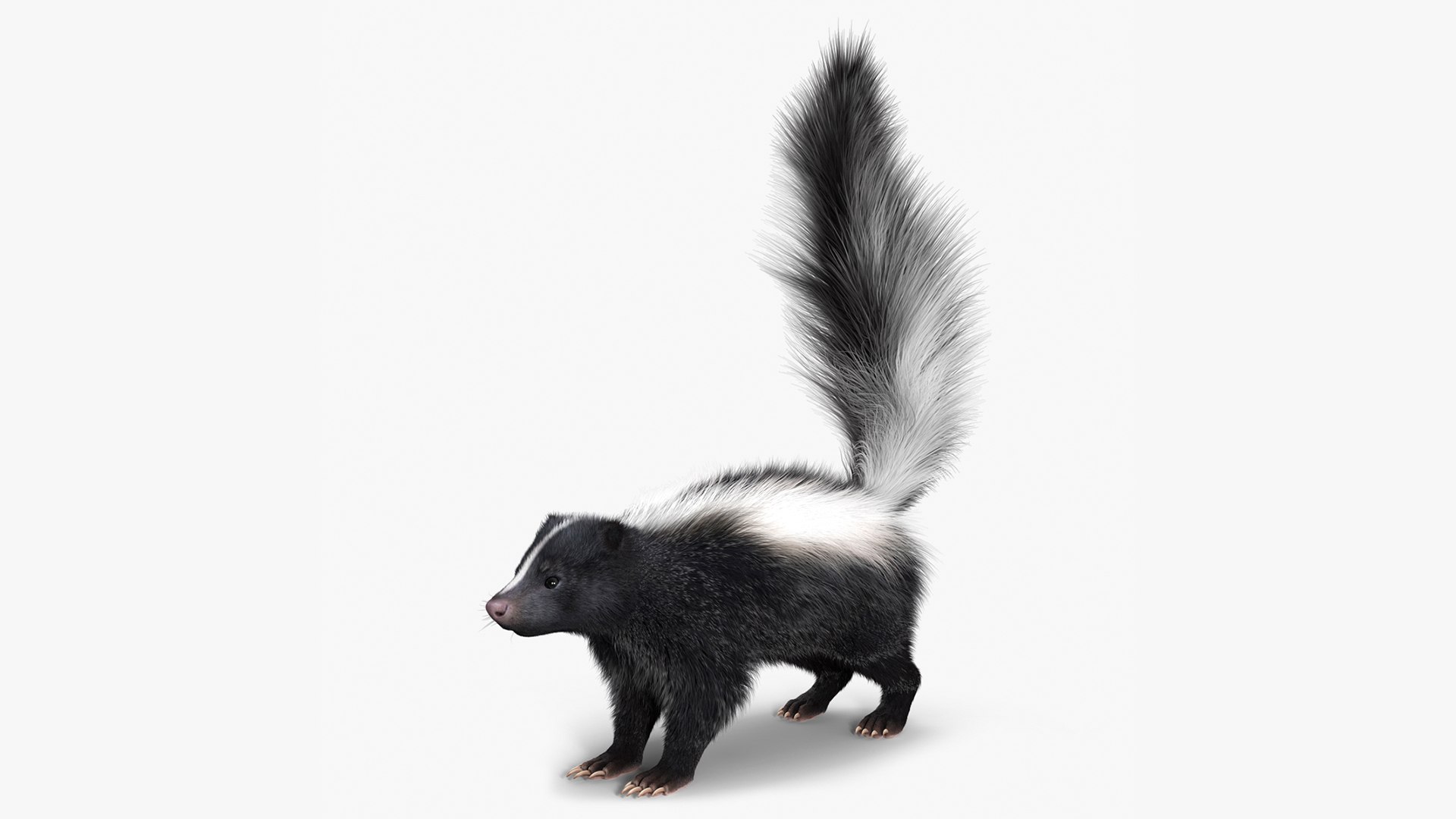 Skunk Fur 3D model - TurboSquid 2107331