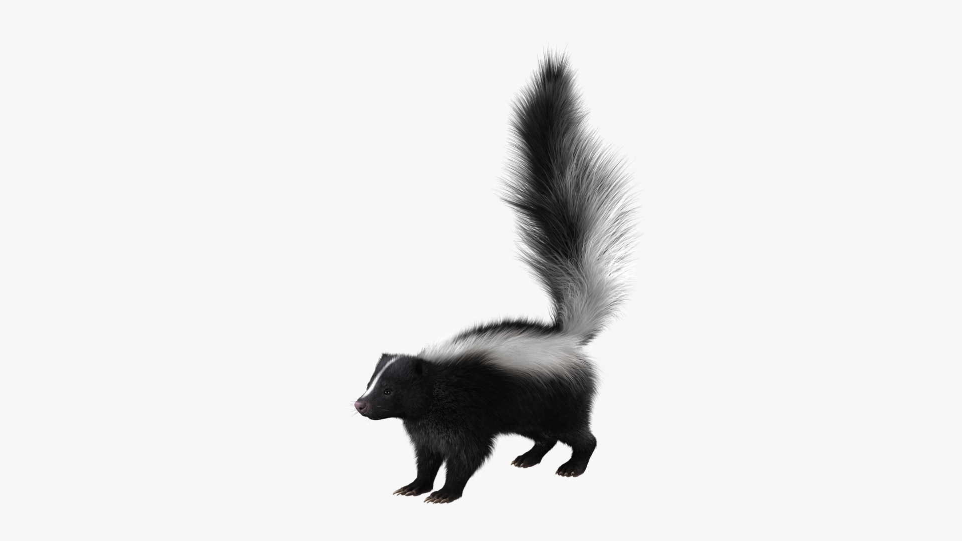 Skunk Fur 3D model - TurboSquid 2107331
