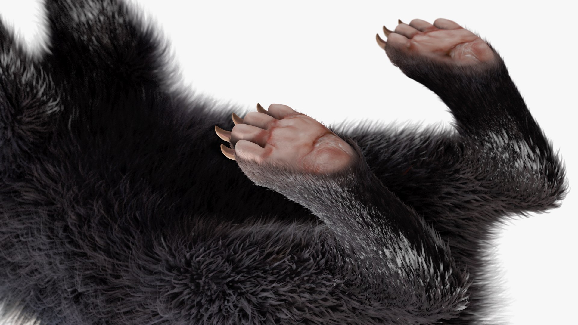 Skunk Fur 3D model - TurboSquid 2107331