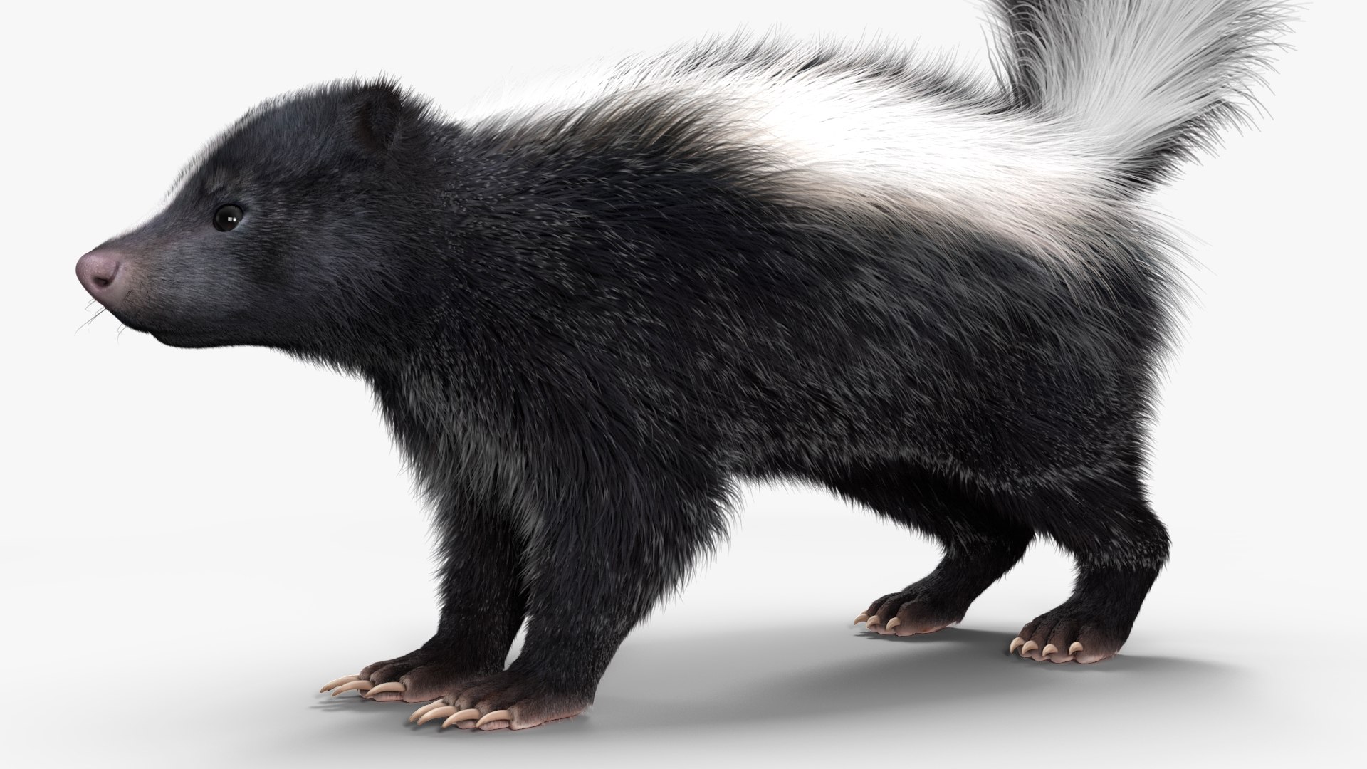 Skunk Fur 3D model - TurboSquid 2107331