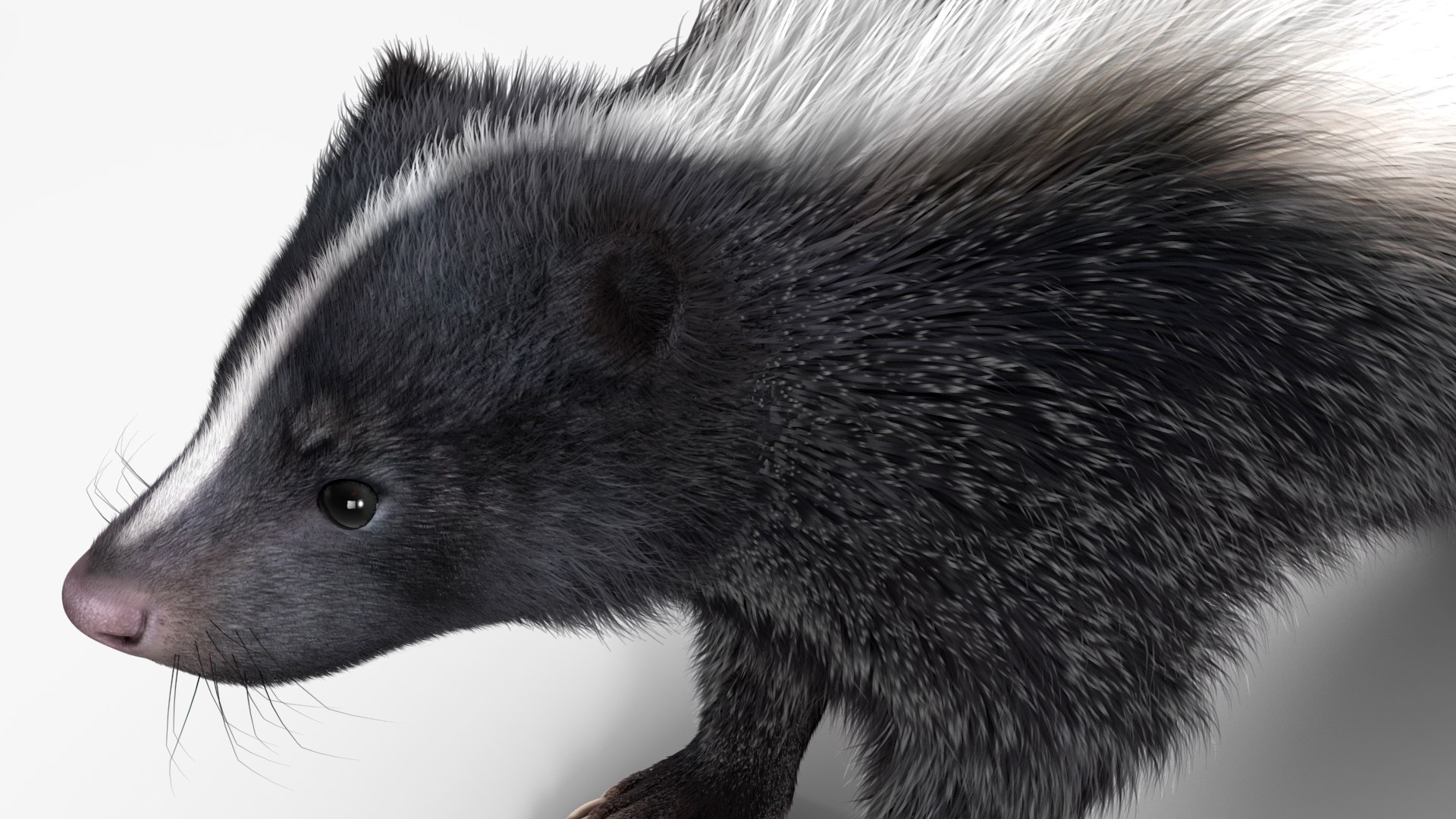 Skunk Fur 3D model - TurboSquid 2107331