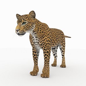 cat mammal animal 3D model