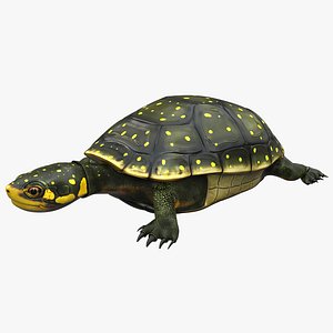 3d spotted turtle