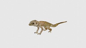 3D Low Poly Lizard Rigged With Realistic Texture