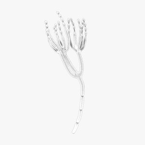 Penicillin - Penicillium Chrysogenum Fungi 3D model