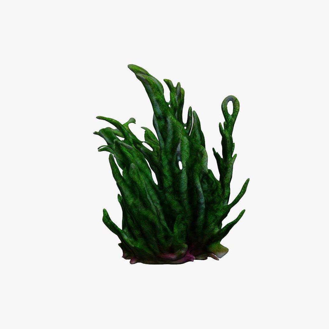 3D Seaweed Model - TurboSquid 2221406