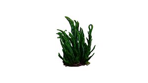 Seaweed