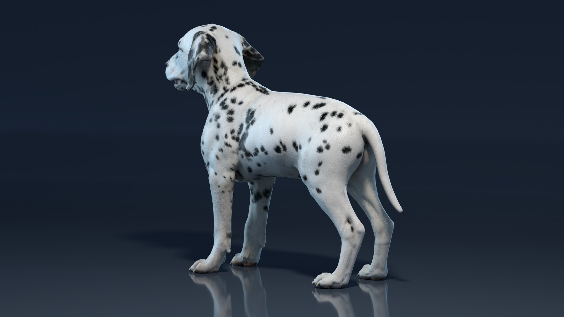 Dalmatian Puppy 3D Model TurboSquid 1738334