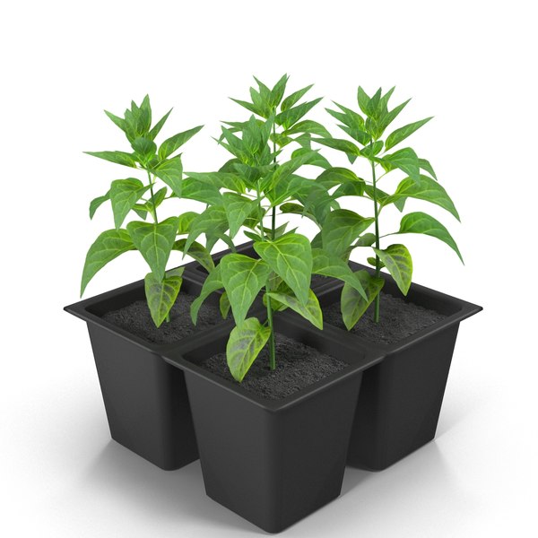 3d bell pepper seedlings model